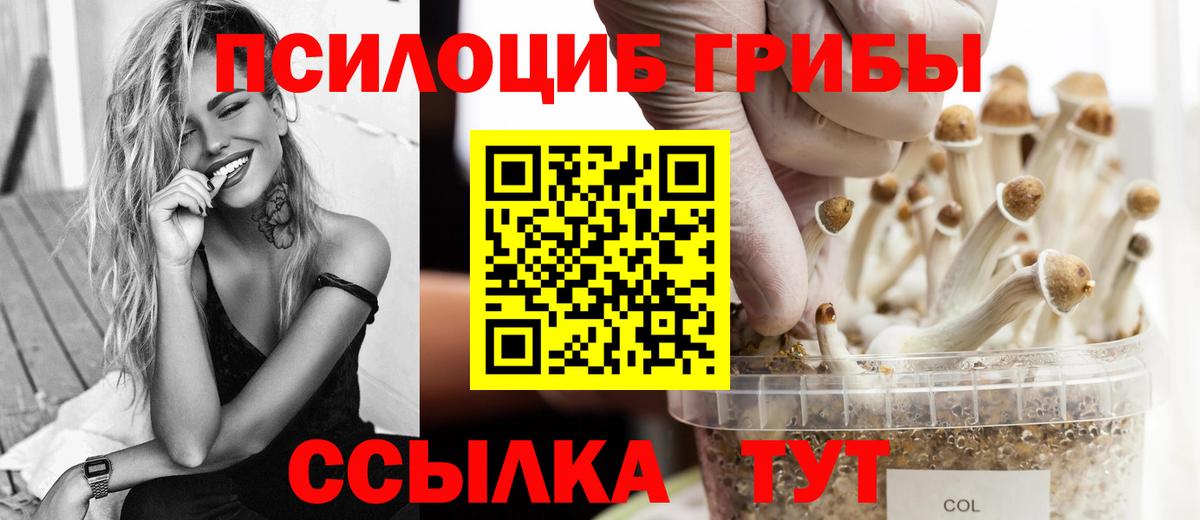 Псилоцибиновые грибы Cubensis  Вход с VPN  Александров 